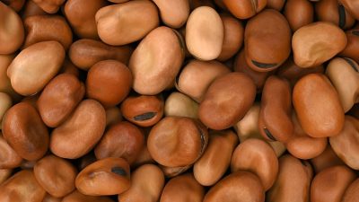Egyptian Fava Beans