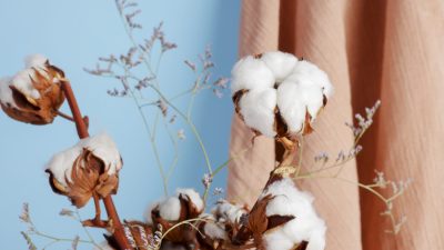 cotton-plants-still-life