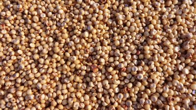 sorghum