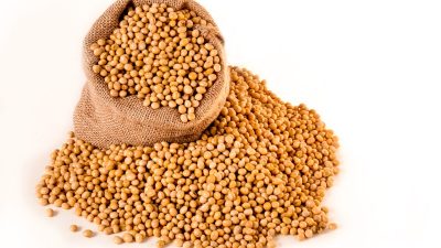 soybeans-2039641_1280